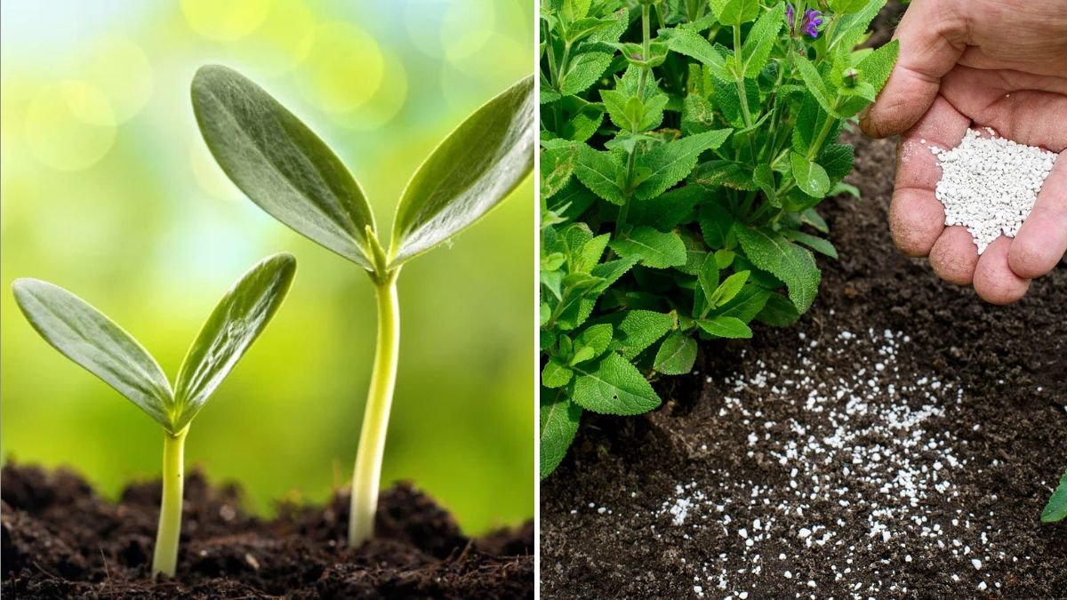 Should You Fertilize Before Planting or After?