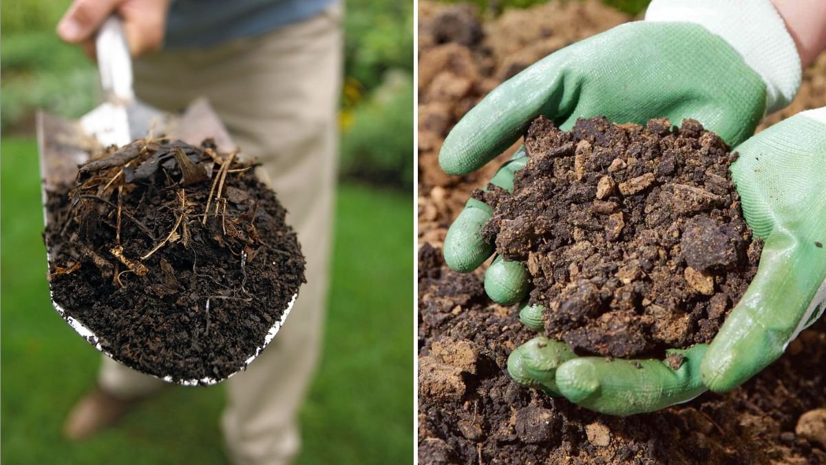 How to Fix Soil That’s Too Sandy for Plants