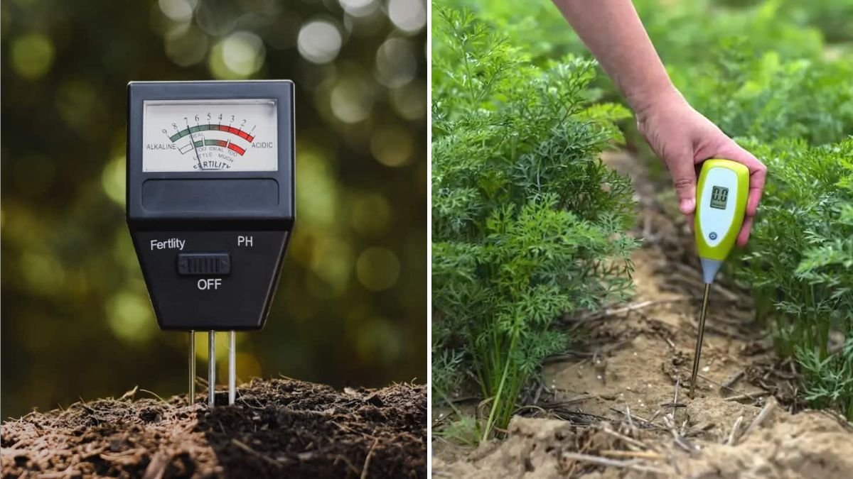 How to Tell If Your Soil Is Too Acidic or Too Alkaline