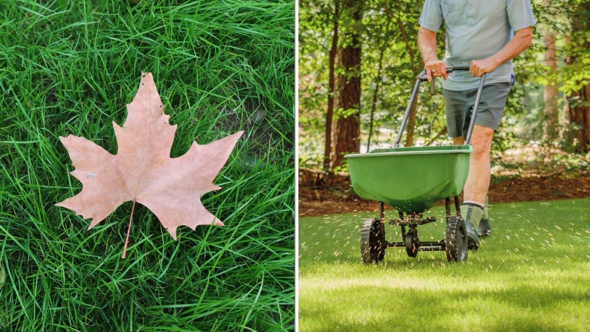 Why You Shouldn’t Fertilize Your Lawn Too Late In Fall