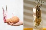 How to Grow Extra-Large Sweet Potatoes at Home – The Secret to Big, Healthy Harvests