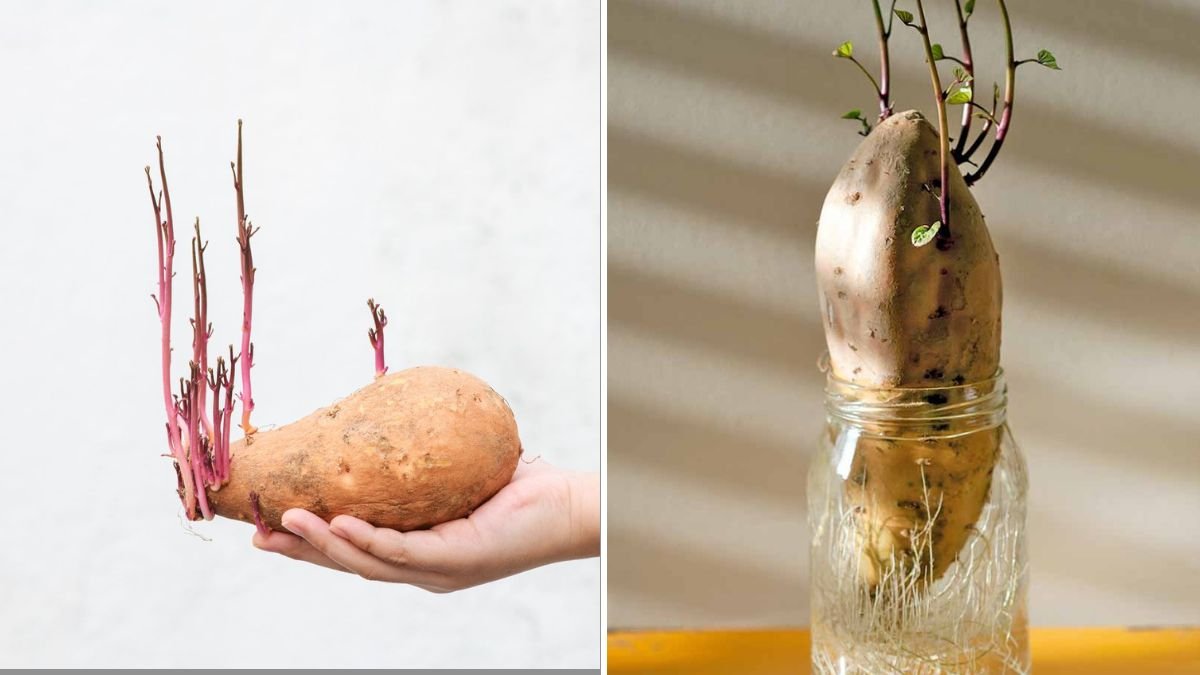 How to Grow Extra-Large Sweet Potatoes at Home – The Secret to Big, Healthy Harvests