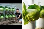 Harvest Endless Leafy Greens from Vegetable Scraps Using Plastic Bottles – The Ultimate Home Gardening Hack