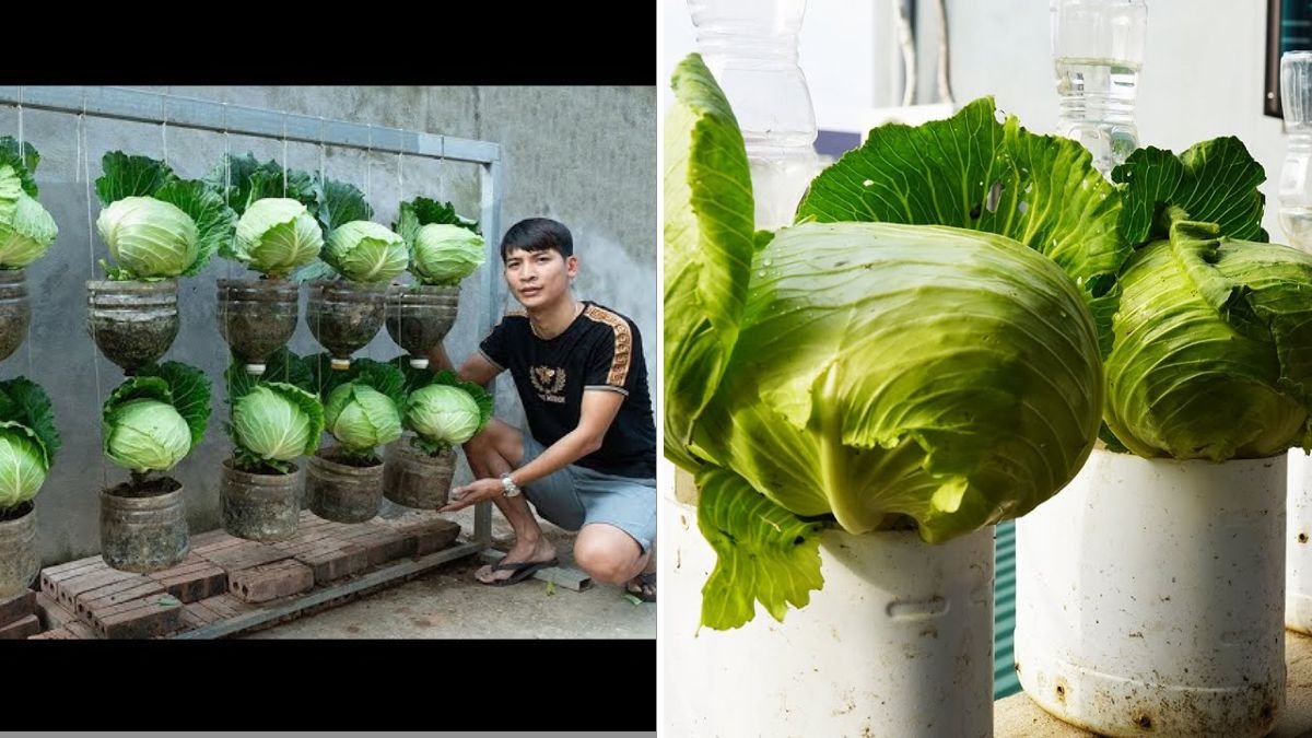 Harvest Endless Leafy Greens from Vegetable Scraps Using Plastic Bottles – The Ultimate Home Gardening Hack