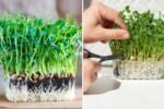 How to Grow Pea Shoots Without Soil – Easy Styrofoam Box Method for Beginners
