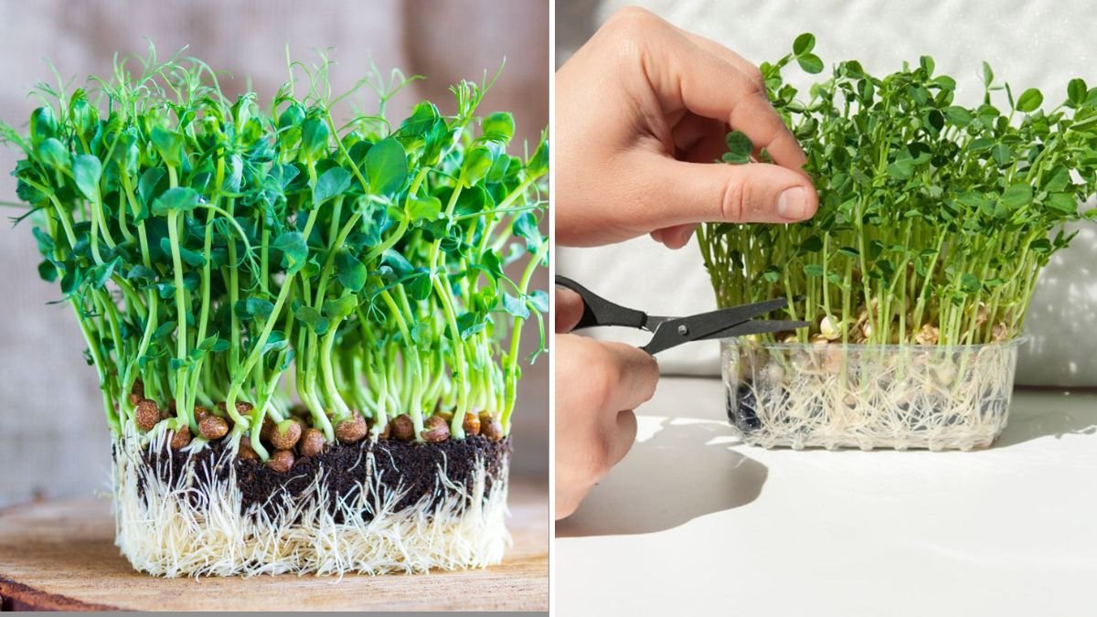 How to Grow Pea Shoots Without Soil – Easy Styrofoam Box Method for Beginners