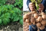 What Happens When You Grow Potatoes Using Only Leaves – A Surprising Gardening Experiment