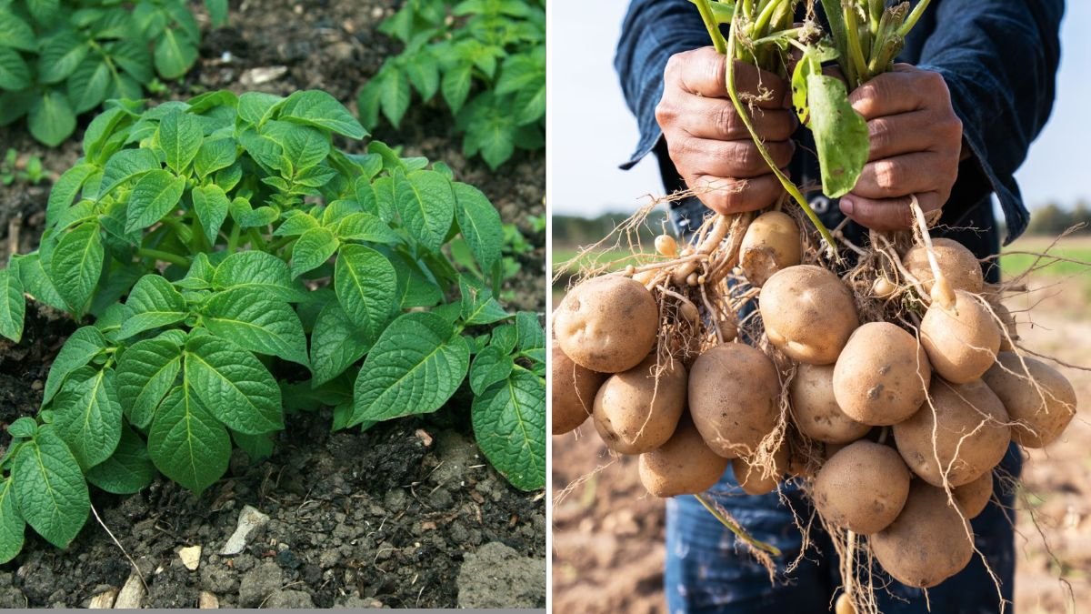 What Happens When You Grow Potatoes Using Only Leaves – A Surprising Gardening Experiment