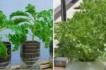 How to Grow Kale in Plastic Bottles Without Watering – High Yield, Hassle-Free Method