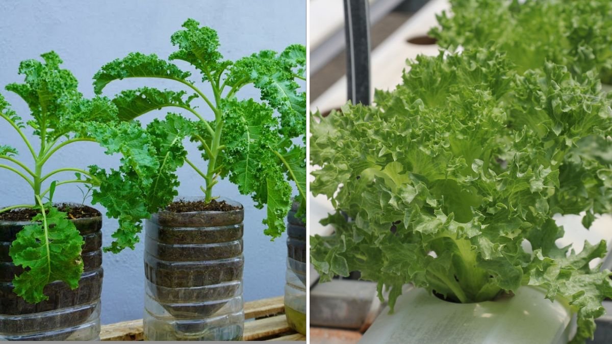 How to Grow Kale in Plastic Bottles Without Watering – High Yield, Hassle-Free Method