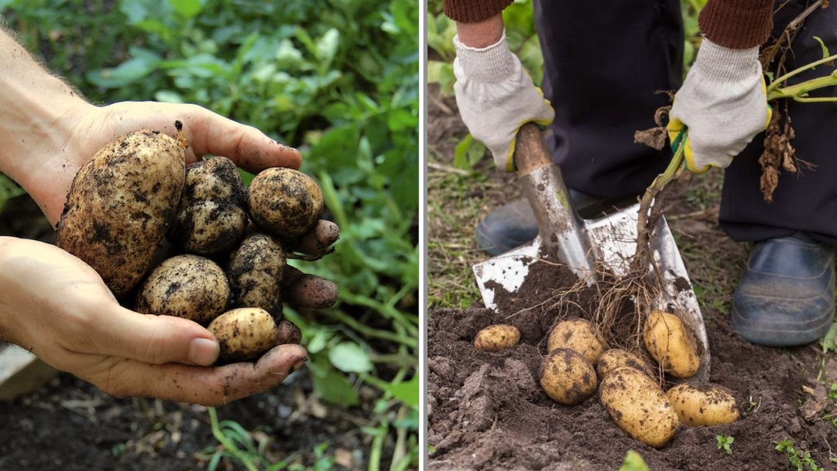 Should You Leave Roots in the Soil After Harvesting?