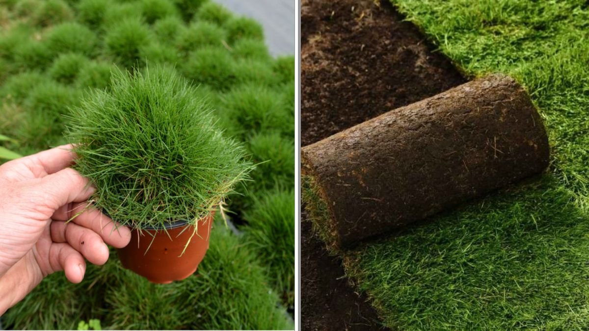 The Best Types of Grass for Hot, Dry Summers