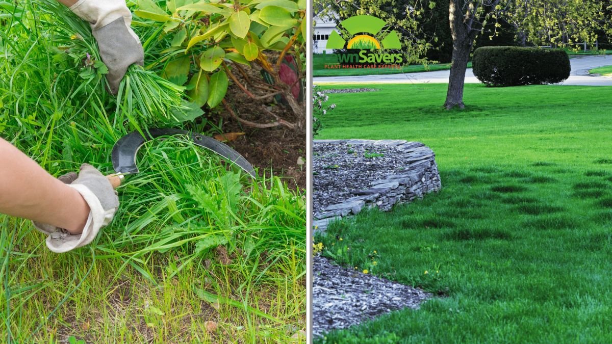 9 Ways to Naturally Thicken Sparse Grass