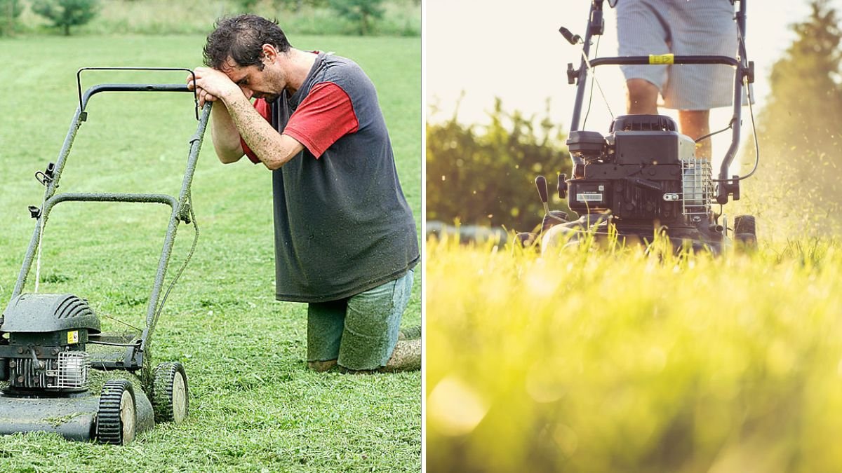 Should You Leave Grass Longer in Summer? Experts Explain