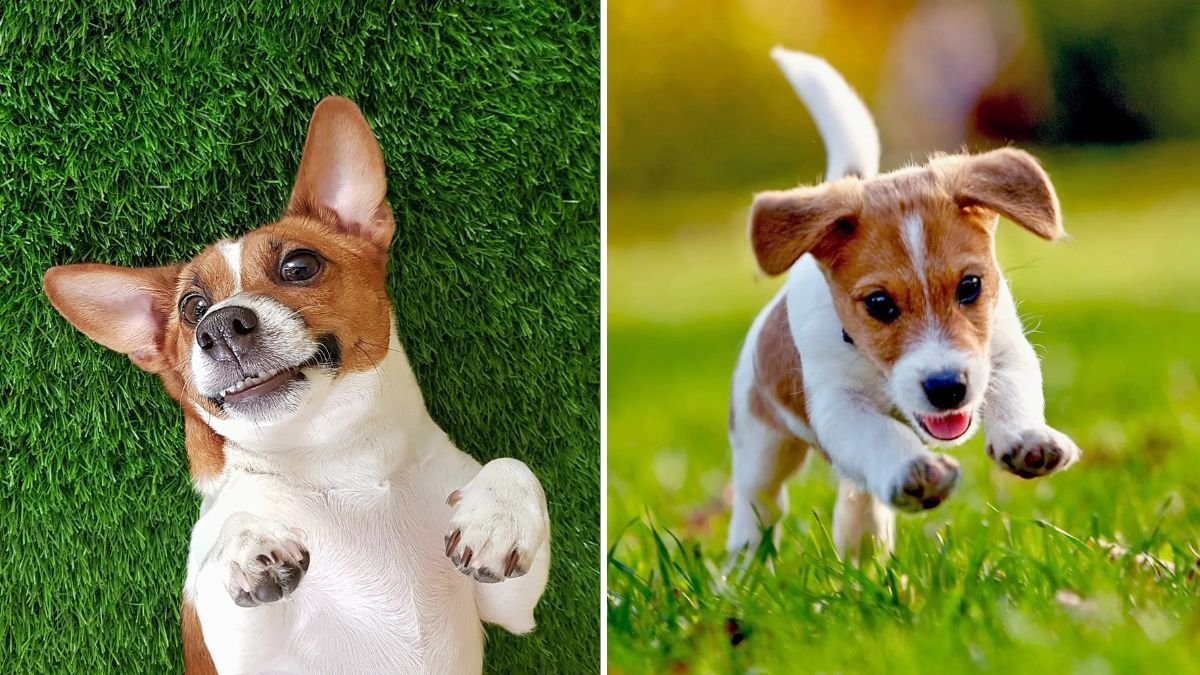 How to Keep Lawns Healthy With Pets Around
